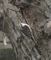 Certhia brachydactyla