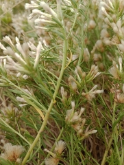 Baccharis linearifolia