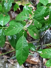 Derris fordii