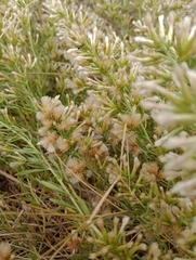 Baccharis linearifolia