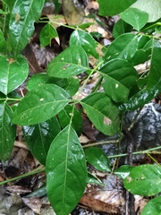 Derris fordii