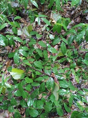 Derris fordii