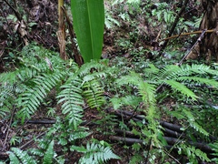 Angiopteris fokiensis