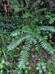 Angiopteris fokiensis