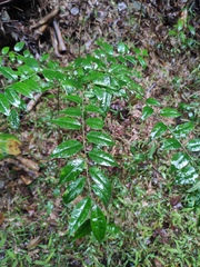 Ilex pubescens