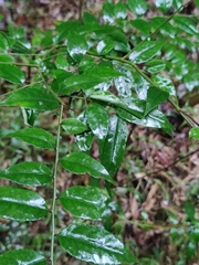 Ilex pubescens