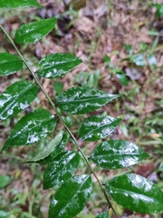 Ilex pubescens
