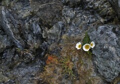 Ranunculus glacialis