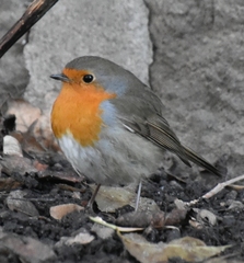Erithacus rubecula
