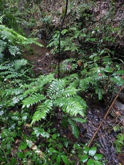 Angiopteris fokiensis