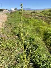 Rumex salicifolius