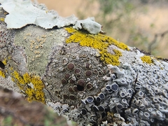 Lecanora