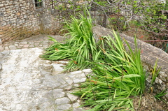 Chasmanthe floribunda