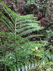 Angiopteris fokiensis