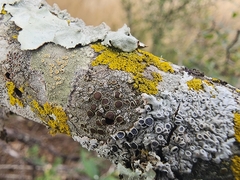 Lecanora