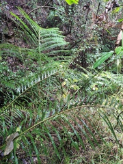 Angiopteris fokiensis