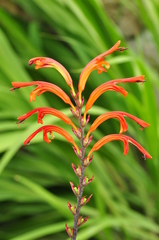 Chasmanthe floribunda