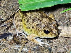 Platyplectrum ornatum