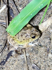 Platyplectrum ornatum