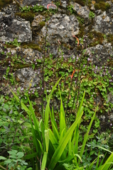 Chasmanthe floribunda