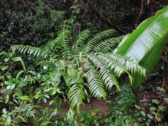 Angiopteris fokiensis