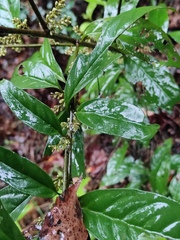Maesa japonica