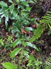 Maesa japonica