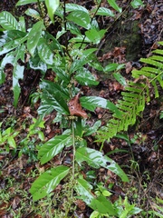 Maesa japonica