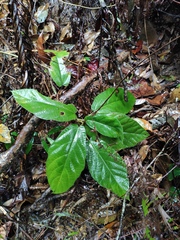 Ficus fistulosa