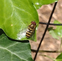 Syrphus