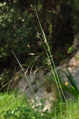 Oryzopsis coerulescens