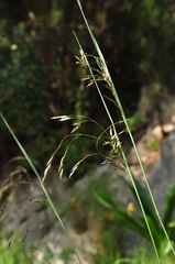 Oryzopsis coerulescens