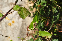 Aristolochia sempervirens