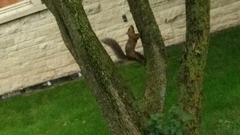 Sciurus carolinensis