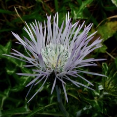 Galactites tomentosus