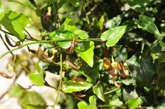 Aristolochia sempervirens