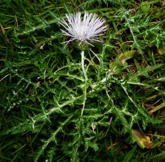 Galactites tomentosus