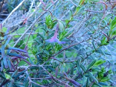 Glandora prostrata lusitanica