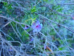 Glandora prostrata lusitanica