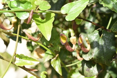 Aristolochia sempervirens