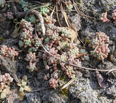 Sedum nuttallii