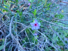 Glandora prostrata lusitanica