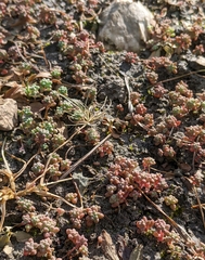 Sedum nuttallii