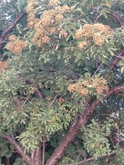 Heteromorpha arborescens