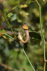Aristolochia sempervirens