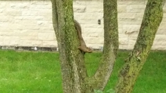 Sciurus carolinensis