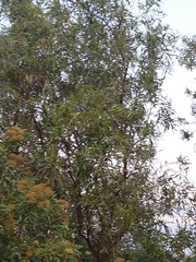 Heteromorpha arborescens
