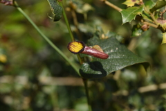 Aristolochia sempervirens