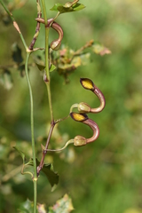 Aristolochia sempervirens