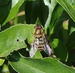 Syrphus
